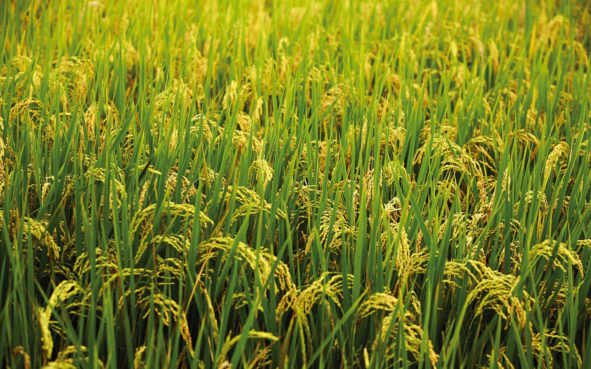 Gạo hữu cơ là gì